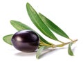 Fresh black olive berry on olive twig isolated on white background Royalty Free Stock Photo