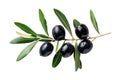 Fresh black olives with green leaves on a branch isolated on white background. Royalty Free Stock Photo