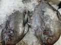 Fresh black pomfret fish in market for sale Royalty Free Stock Photo