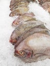 Fresh black pomfret on ice Royalty Free Stock Photo