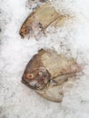 Fresh black pomfret on ice Royalty Free Stock Photo