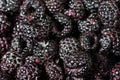 Fresh black raspberries in boxes