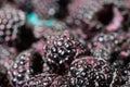 Fresh black raspberries in boxes Royalty Free Stock Photo