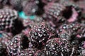 Fresh black raspberries in boxes Royalty Free Stock Photo