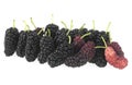 Fresh black and red mulberries isolated on white background. Black ripe and red unripe mulberries. Sweet mulberries