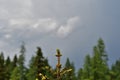 Fresh black spruce buds isolated