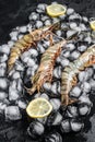 Fresh Black tiger prawns shrimps with lemon on ice. Raw Seafood. Black background. Top view Royalty Free Stock Photo