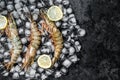 Fresh Black tiger prawns shrimps with lemon on ice. Raw Seafood. Black background. Top view. Free copy space Royalty Free Stock Photo