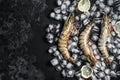 Fresh Black tiger prawns shrimps with lemon on ice. Raw Seafood. Black background. Top view. Free copy space Royalty Free Stock Photo