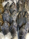 Fresh Black Tilapia on ice in supermarket. Whole fish for sale in seafood department. Close up selective focus. Vertical format Royalty Free Stock Photo