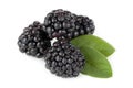 Fresh blackberries Royalty Free Stock Photo