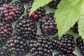Fresh blackberries on blackberry leaf Royalty Free Stock Photo
