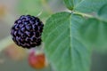 Fresh blackberries on a branch of a berry bush Royalty Free Stock Photo