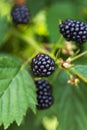 Fresh blackberries on a bush Royalty Free Stock Photo