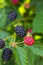 Fresh blackberries on a bush Royalty Free Stock Photo
