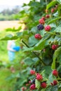 Fresh blackberries on a bush Royalty Free Stock Photo