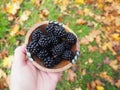 Fresh Blackberries fruits wild harvest