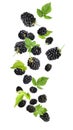 Fresh blackberries and green leaves in air on white background Royalty Free Stock Photo