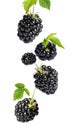 Fresh blackberries and green leaves in air on white background Royalty Free Stock Photo