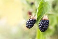 Fresh blackberries growing on bush Royalty Free Stock Photo