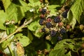 Fresh Blackberries Growing in the WIld Royalty Free Stock Photo