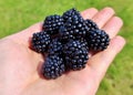 Fresh blackberries in hand on a background of green grass, close-up Royalty Free Stock Photo