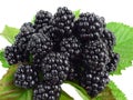 Fresh blackberries isolated Royalty Free Stock Photo