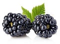 Fresh blackberries with leaves close-up isolated on a white. Royalty Free Stock Photo