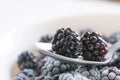 Fresh blackberries on a spoon Royalty Free Stock Photo