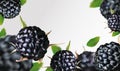 Fresh blackberry from different angles. Black raspberry berry rich in vitamins. Blackberry whole with green leaf on Royalty Free Stock Photo