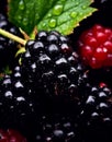 Fresh blackberry with drops of water