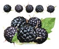 Fresh blackberry isolated on white background. Collection ripe black raspberry with green leaft. Summer berry close up