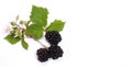 Fresh Blackberry leaf with fresh harvest blackberries at white background. Royalty Free Stock Photo