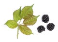 Fresh Blackberry leaf with fresh harvest blackberries at white background. Royalty Free Stock Photo