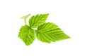 Fresh Blackberry leaf isolated. Royalty Free Stock Photo