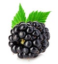 Fresh blackberry with leaves close-up isolated on a white. Royalty Free Stock Photo