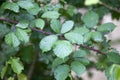 Fresh blackberry leaves with young buds