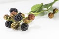 Fresh blackberrys with green leaf on white background Royalty Free Stock Photo
