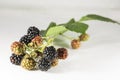 Fresh blackberrys with green leaf on white background Royalty Free Stock Photo