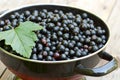 Fresh blackcurrant in bowl