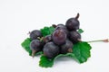 Fresh blackcurrant on leaf