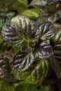 Fresh blackcurrant mint plant close up full frame Royalty Free Stock Photo