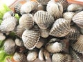 fresh blood clams sold at the fish market Royalty Free Stock Photo