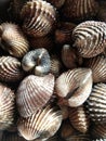 Fresh blood cockle or blood clam for cook steamed and blanched cockle