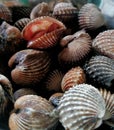 Fresh blood cockle or blood clam (Tegillarca granosa) or kerang darah.