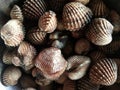 Fresh blood cockle or blood clam (Tegillarca granosa) or kerang darah, usually these shells live in sea water