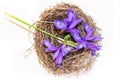 Fresh bloom Briza, purple flower tears cuckoo in the nest, deli