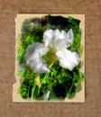 fresh bloom iris white delicate flowers and petals in grass outdoor the old paper background in the passepartout Royalty Free Stock Photo