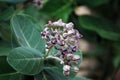 Fresh bloom Purple Crown Flower ; Giant Indian Milkweed ; Gigantic Swallowwort Scientific Name : Calotropis Gigantea - Floral b