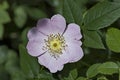 Fresh bloom of wild rose, brier or Rosa canina flower in the garden